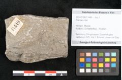 Foto (Objekt + Etikett) von Plantae indet.  (NHMW-GEO-2024-0188-11449)